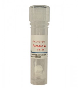 Recombinant Protein A
